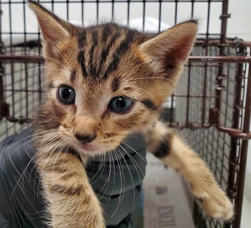 A2478557 - Domestic Short Hair available for adoption