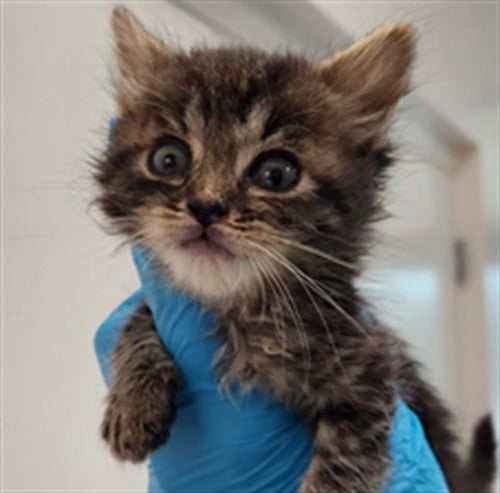 BUBBLES - Domestic Short Hair available for adoption