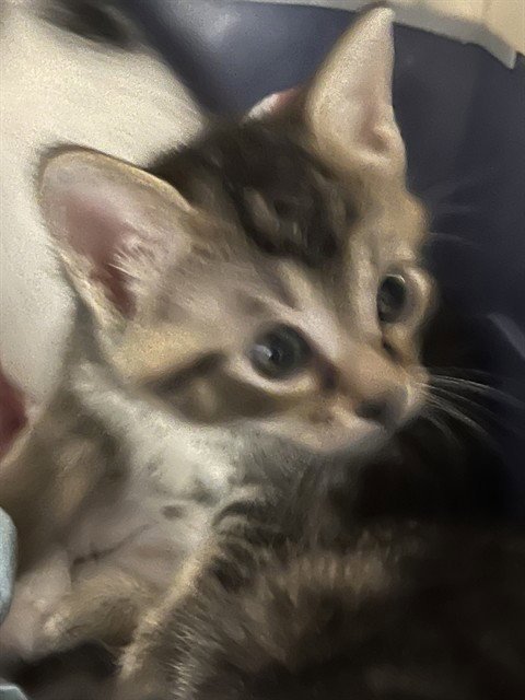 PRINCESS SAHARA - Domestic Short Hair available for adoption