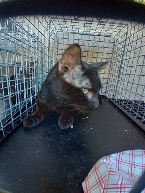 A2481354 - Domestic Short Hair available for adoption