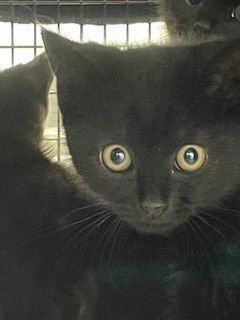 NOCHE - Domestic Short Hair available for adoption