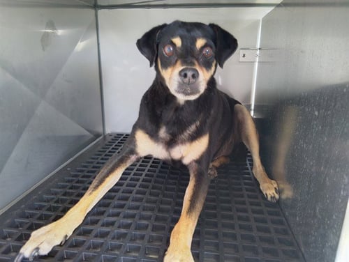 A2478746 - Miniature Pinscher available for adoption