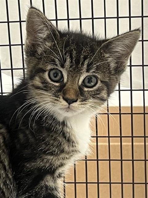 CHAOS - Domestic Short Hair available for adoption