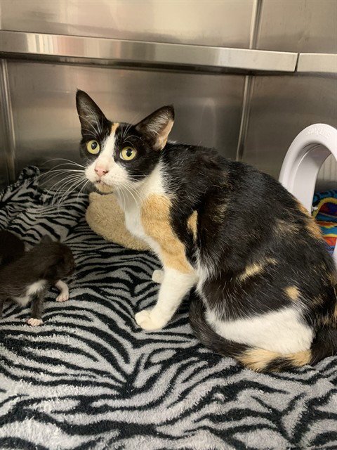 A2480286 - Domestic Short Hair available for adoption