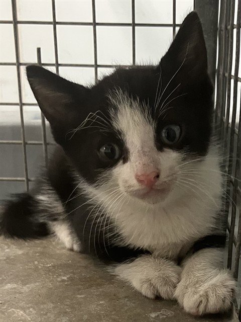 A2481765 - Domestic Short Hair available for adoption