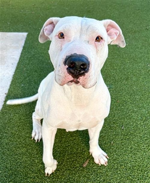 NILLA - American Bulldog available for adoption