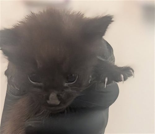 A2480048 - Domestic Short Hair available for adoption