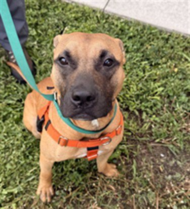 NINETEEN - American Staffordshire Terrier available for adoption