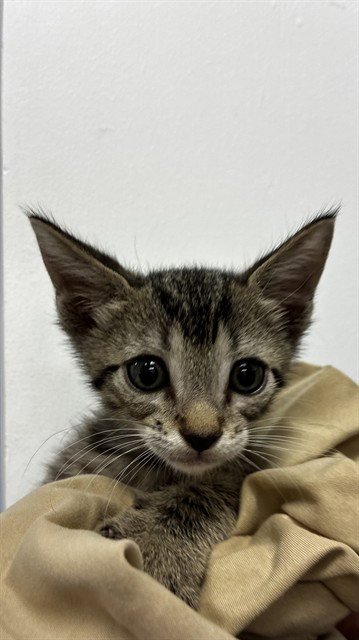 BEBO - Domestic Short Hair available for adoption