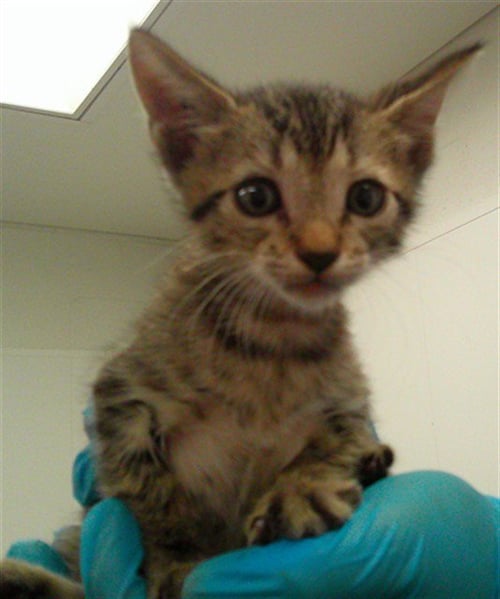 A2479459 - Domestic Short Hair available for adoption