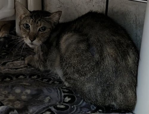 ADELE - Domestic Short Hair available for adoption
