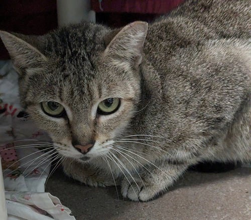 ADELE - Domestic Short Hair available for adoption
