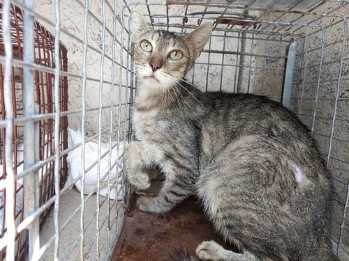 ADELE - Domestic Short Hair available for adoption