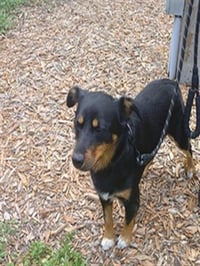 BRODI - Photo 1