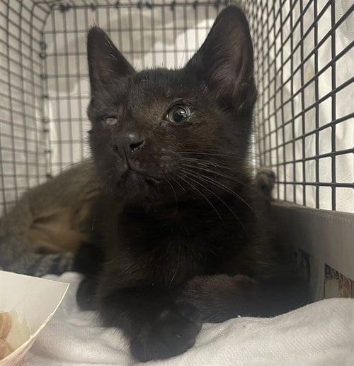 *BIJOUX - Domestic Short Hair available for adoption