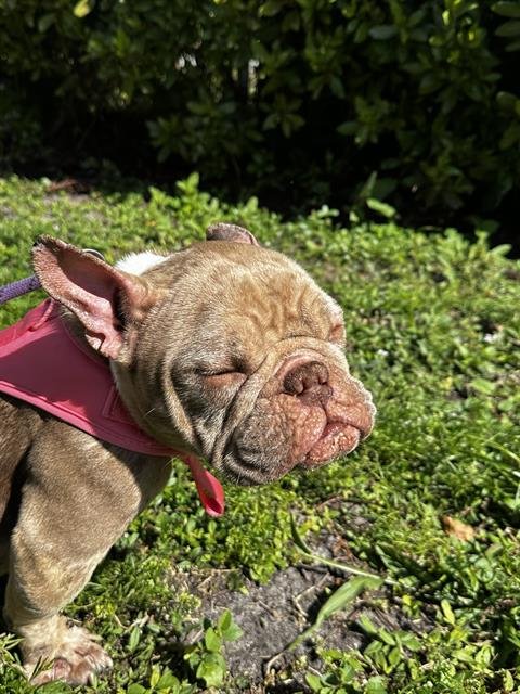 PINK - French Bulldog available for adoption