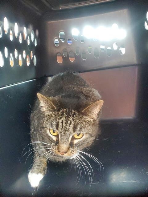 YUUMI - Domestic Short Hair available for adoption