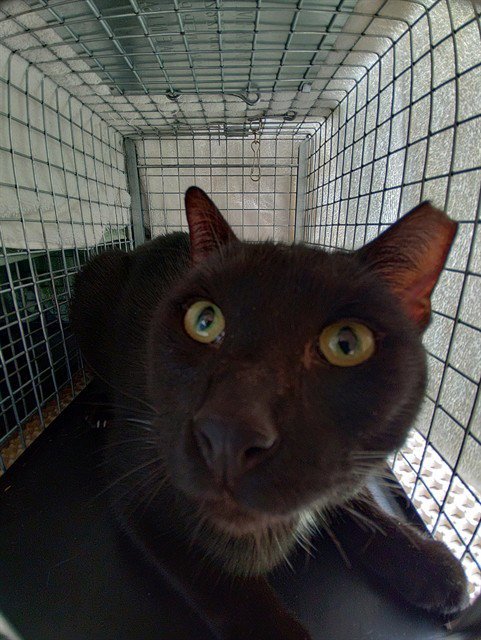 A2481573 - Domestic Short Hair available for adoption