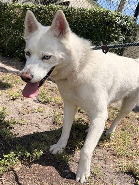 SARAFINA - Siberian Husky available for adoption