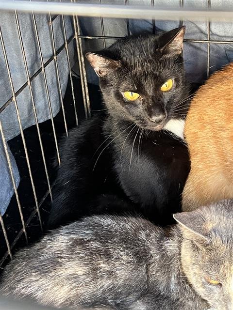 TACHALLA - Domestic Short Hair available for adoption