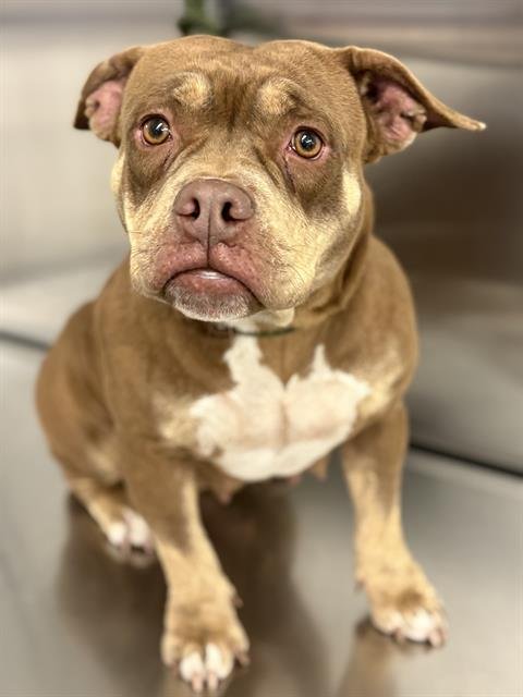 OLGA - American Staffordshire Terrier available for adoption