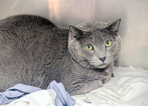 *MAC GYVER - Domestic Short Hair available for adoption