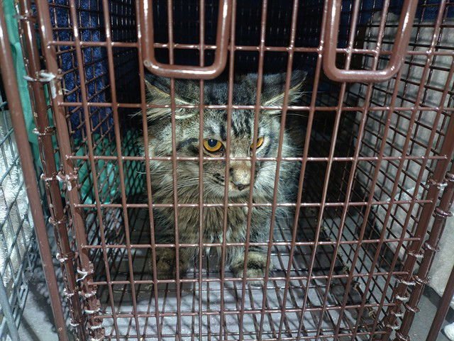 BUNNY - Domestic Long Hair available for adoption