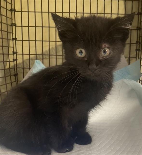 A2466252 - Domestic Short Hair available for adoption