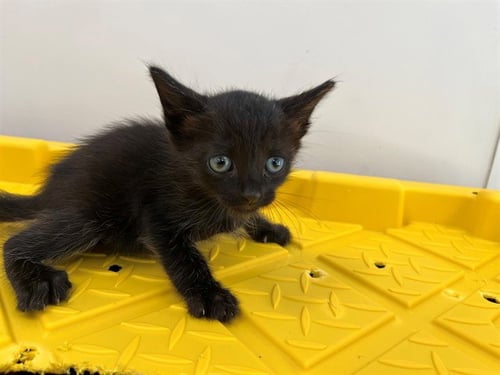 A2477351 - Domestic Short Hair available for adoption