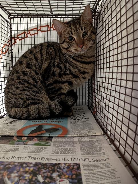 DUSTIN - Domestic Short Hair available for adoption