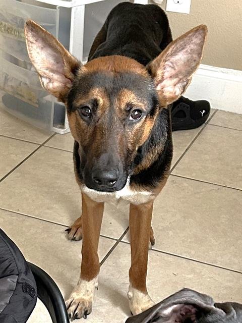 PANCHITO - German Shepherd Dog available for adoption