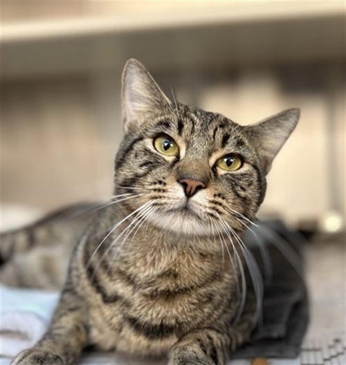 *WALLY - Domestic Short Hair available for adoption