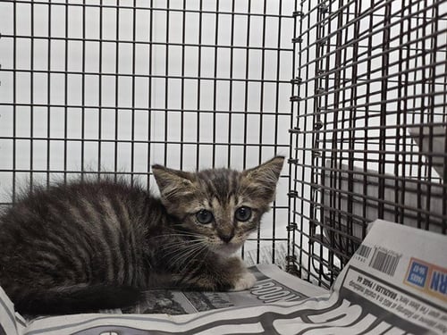 SADIE - Domestic Short Hair available for adoption