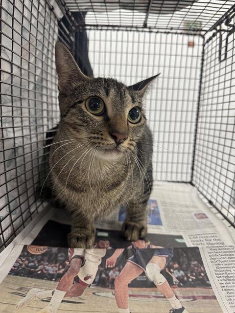 SESAME - Domestic Short Hair available for adoption