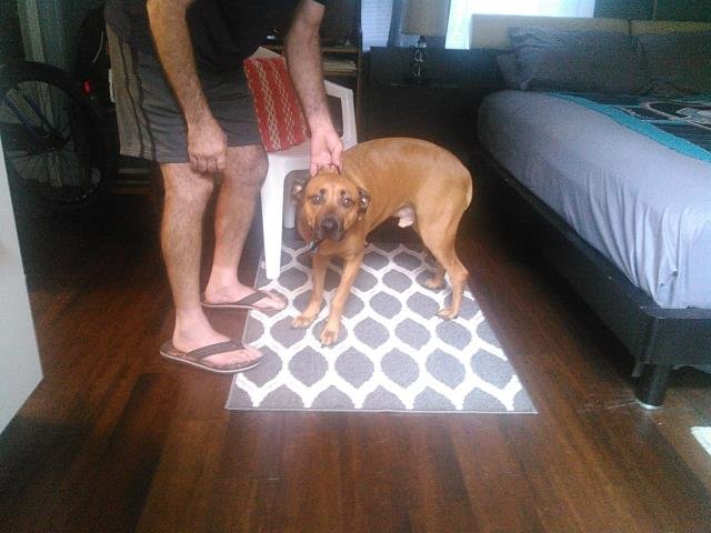 CHAMP - Boxer available for adoption