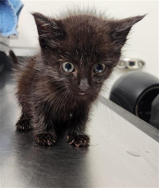 SPIKE - Domestic Short Hair available for adoption