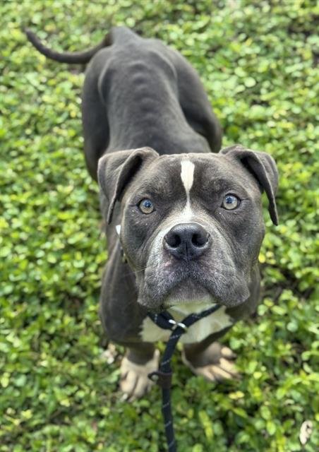 KILO - American Staffordshire Terrier available for adoption