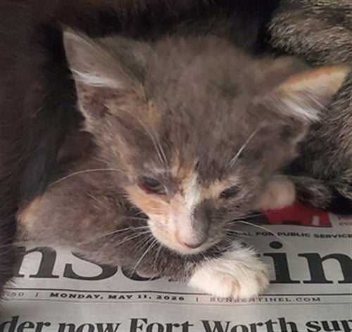 A2478127 - Domestic Short Hair available for adoption