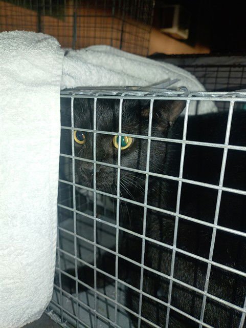 ROBBIE - Domestic Short Hair available for adoption