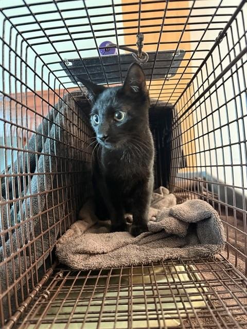 A2481381 - Domestic Short Hair available for adoption