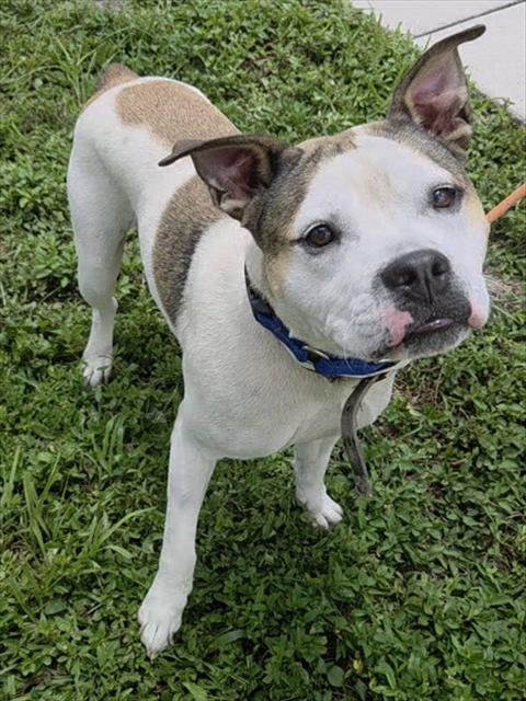 STUBBY - American Staffordshire Terrier available for adoption