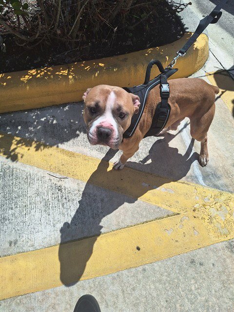 LITO - American Staffordshire Terrier available for adoption