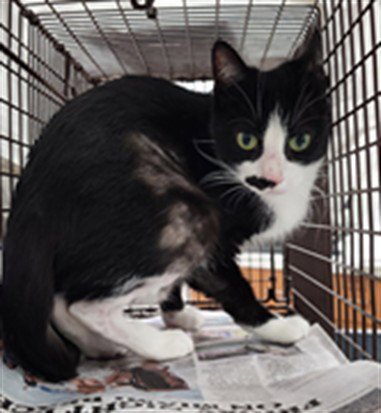 OREO - Domestic Short Hair available for adoption