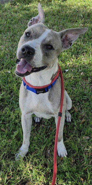 GREGORY - American Staffordshire Terrier available for adoption