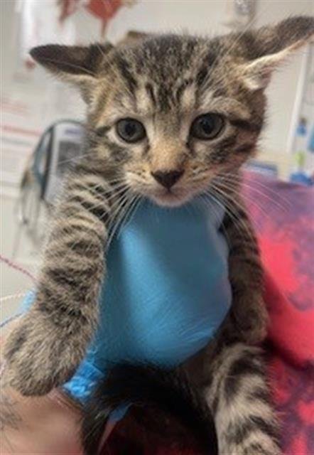 A2466217 - Domestic Short Hair available for adoption