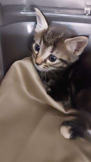 GOGO - Domestic Short Hair available for adoption