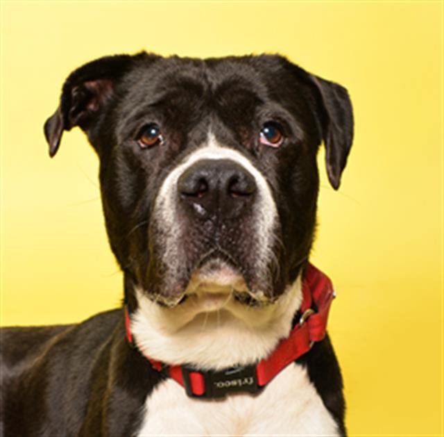 DOGMA - American Staffordshire Terrier available for adoption