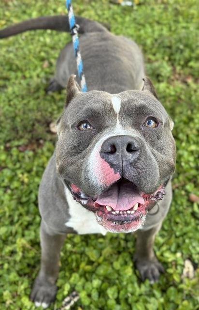 WALTER - American Staffordshire Terrier available for adoption