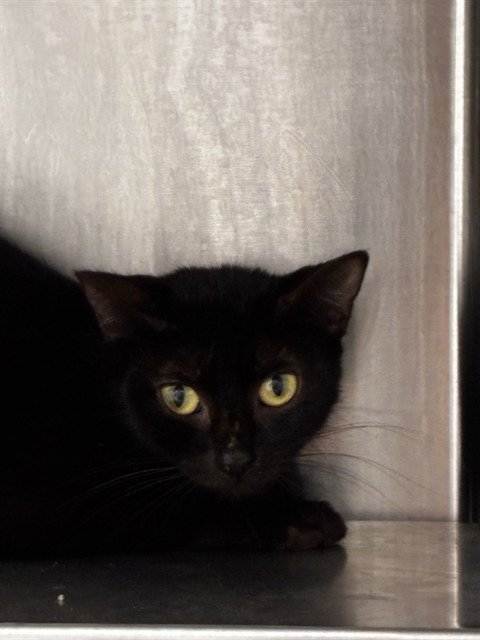 SIMONE - Domestic Short Hair available for adoption