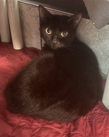 SIMONE - Domestic Short Hair available for adoption